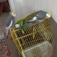 عروس هلندی|پرنده|خرمشهر, |دیوار