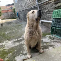 الابای ماده