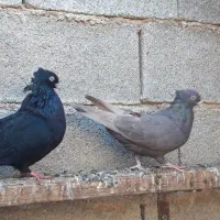 ۲۰ کبوتر|پرنده|بندر ماهشهر, |دیوار