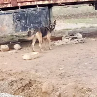 سگ گرگی۳ساله