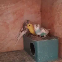 چهارعدد جوجه مرغ عشق  خوش رنگ