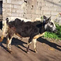 گاو ورزا کوله لیشه چالوسی گوساله