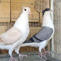 کبوتر پلاس طاقی دمگیر کاکلی زرد
