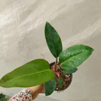 ۷مدل فیلودندرون برکین بلک رشته ای کنگره چماقی|گل و گیاه طبیعی|مرودشت, استادیوم‎|دیوار