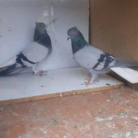 سبز کاکلی دم سفید|پرنده|اسلام‌شهر, ترشنبه|دیوار