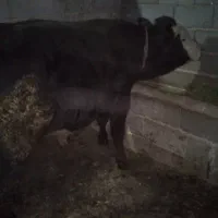 گوساله سمینتال نر|حیوانات مزرعه|عجب شیر, |دیوار