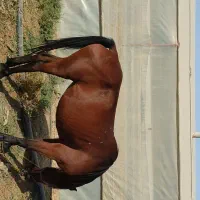 اسب مادیون عرب کرد