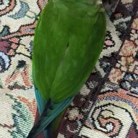 گم شدن پرنده گیرینچیک