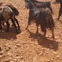 بز در بزغاله