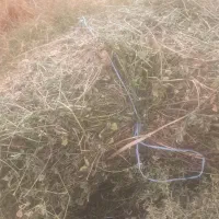 مقداری یونجه خالص خشک فروش کیلویی ۲۳ هزار