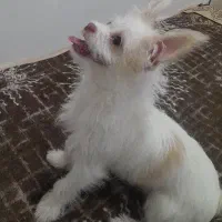 واگذاری سگ ‌پاکوتاه