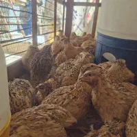 بلدرچین دم تخم