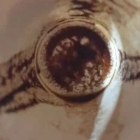 فال قهوه ودعا|خدمات پذیرایی، مراسم|یزد, |دیوار