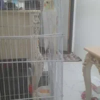 عروس هلندی نر و ماده|پرنده|نمین, |دیوار