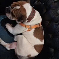 سگ انگلیش بولداگ انگلیس بولداگ|سگ|تهران, مهرآباد جنوبی|دیوار