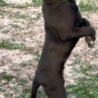 واگزاری رایگان سگ گریدین سراب افغان نگهبان