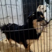 دوتا توله اشپیتز یکی نر یکی ماده