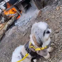 سگ شیتزو عروسکی