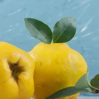 پیش فروش نهال به کیوی شناسه دار|خدمات باغبانی و درختکاری|پاوه, |دیوار