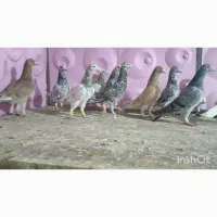 پرنده سرور شب بازی|پرنده|شیراز, کفترک|دیوار