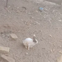 خرگوش|موش و خرگوش|جوین, |دیوار