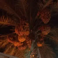 حشف خرما