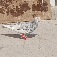 کفترپرشیوجفتگاه