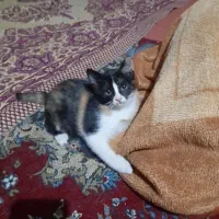واگذاری بچه گربه های خوشگل وزیبا