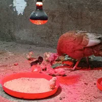 بوقلمون و جوجه بهترین نژاد