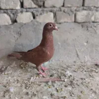 م ا