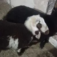 بره میش قوچ|حیوانات مزرعه|نصر آباد, |دیوار