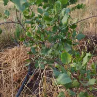 باغ 1500متری،معاوضه با خودرو|فروش زمین و ملک کلنگی|کارزان, |دیوار