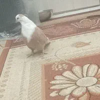 کفتر جونه المانی