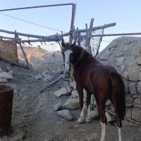 مادیون دوساله|اسب و تجهیزات اسبسواری|کوهدشت, |دیوار