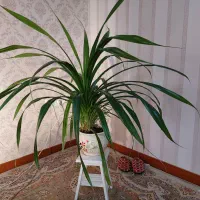 گل پاندانوس