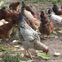 خروس و مرغ محلی تخم گذار و تزئینی