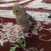 طوطی عروس هلندی|پرنده|سنندج, |دیوار