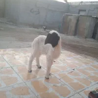 یک عدد بره نر