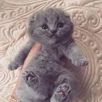 گربه اسکاتیش بلو دختر