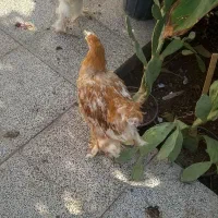 تعدادی خروس برهما به فروش میرسد|حیوانات مزرعه|اردکان, |دیوار