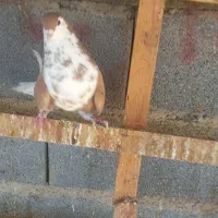 ساده شیرازی کبوتر شهری کبوتر شیرازی زرد افشون