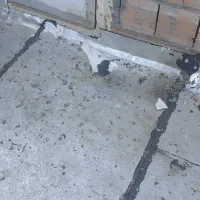 صید دیروز یه طوقی سیاه با یه سیاه جوجه سینه