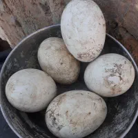 ۲عددغوغاز اوکراینی نر وماده جفت تخم|حیوانات مزرعه|مشهد, تبادکان|دیوار