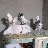 طوقی