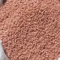 گندم کوهدشت دیم