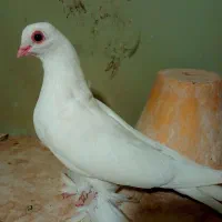 کبوتر چشم قرمز