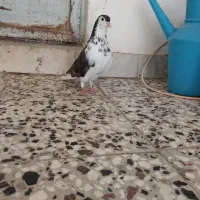 چپ مشکی افشون