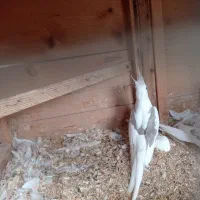 دوکت آلبینو جفت