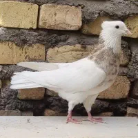 طوقی