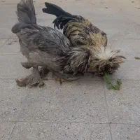 دو تا خروس سلطان